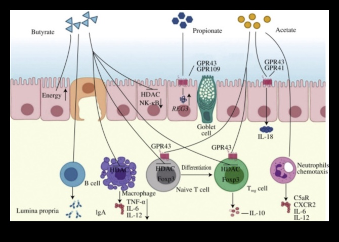Veģetārās zarnas Kāda ir atšķirība 4 Veģetārisms un mikrobioms: kāda ir saikne?